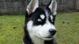 KEKO